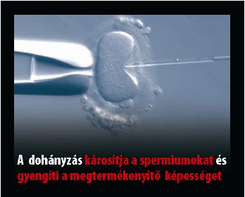 Hungary 2012 Health Effects sex - bio image, infertility